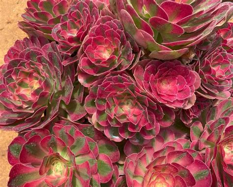 Unleash the Power of Ruby Witch Succulents in Your Garden